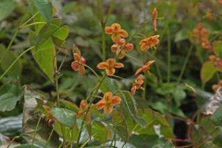 Epimedium pubigerum 'Orangekoenigin'Elfenbloem bestellen